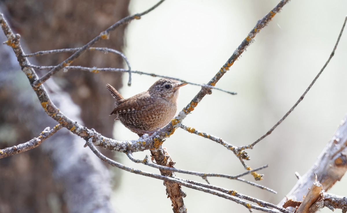 Winter Wren - ML633505284
