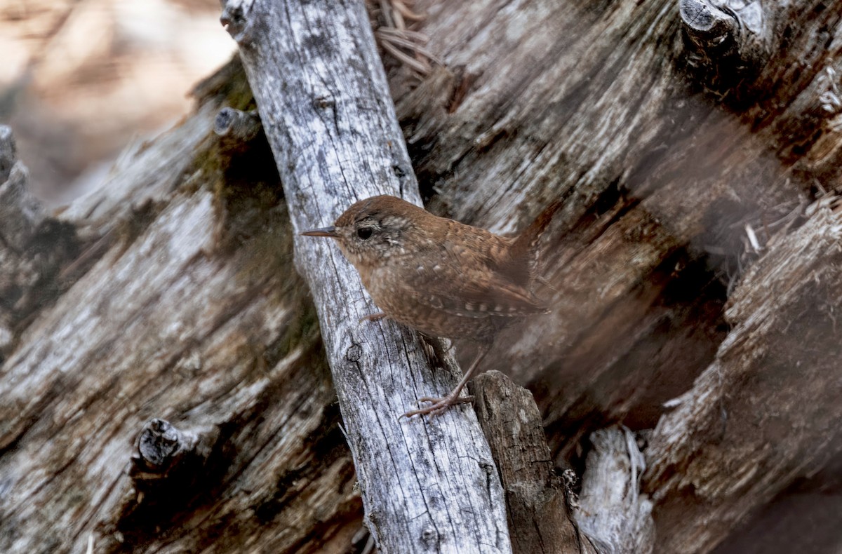 Winter Wren - ML633505285