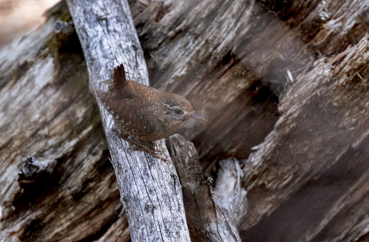 Winter Wren - ML633505286