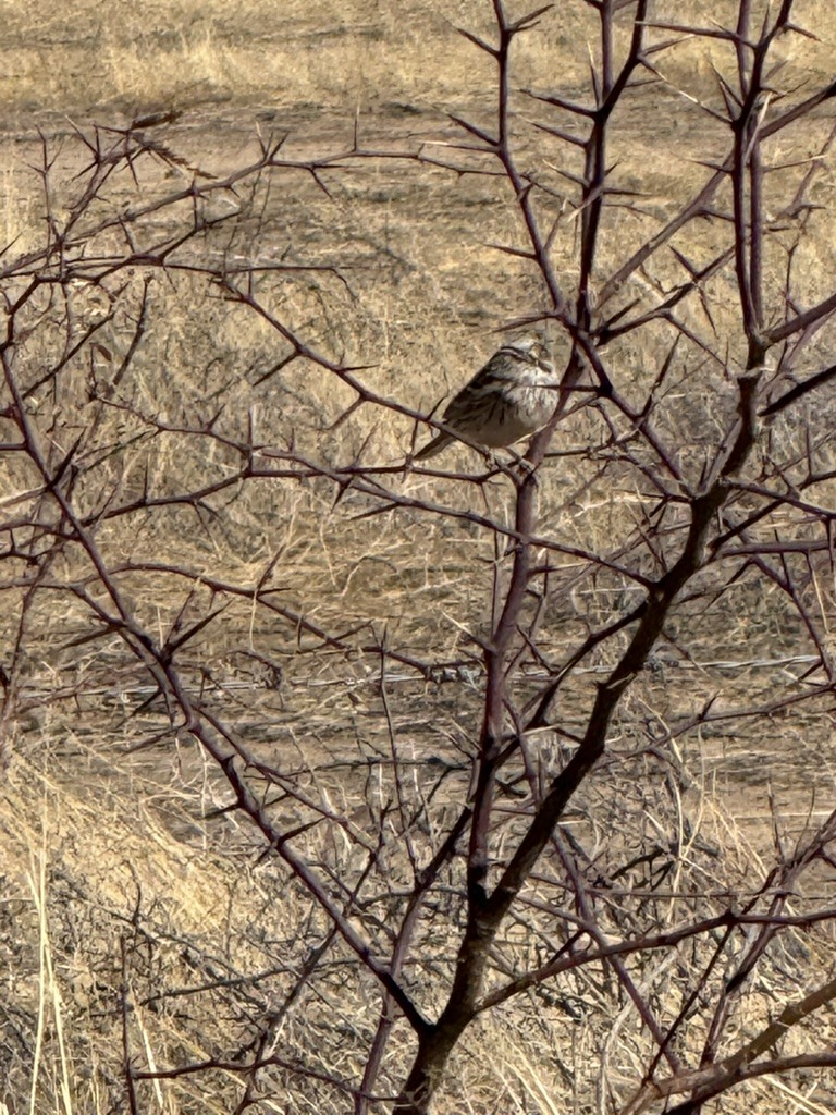 Savannah Sparrow (Savannah) - Scott Larson