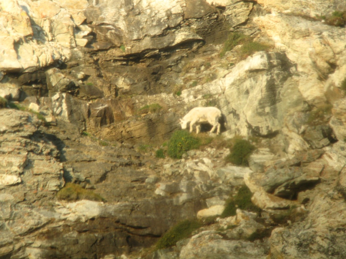 Mountain Goat - ML633505320