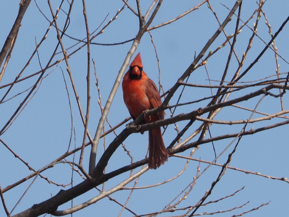 Northern Cardinal - ML633505388