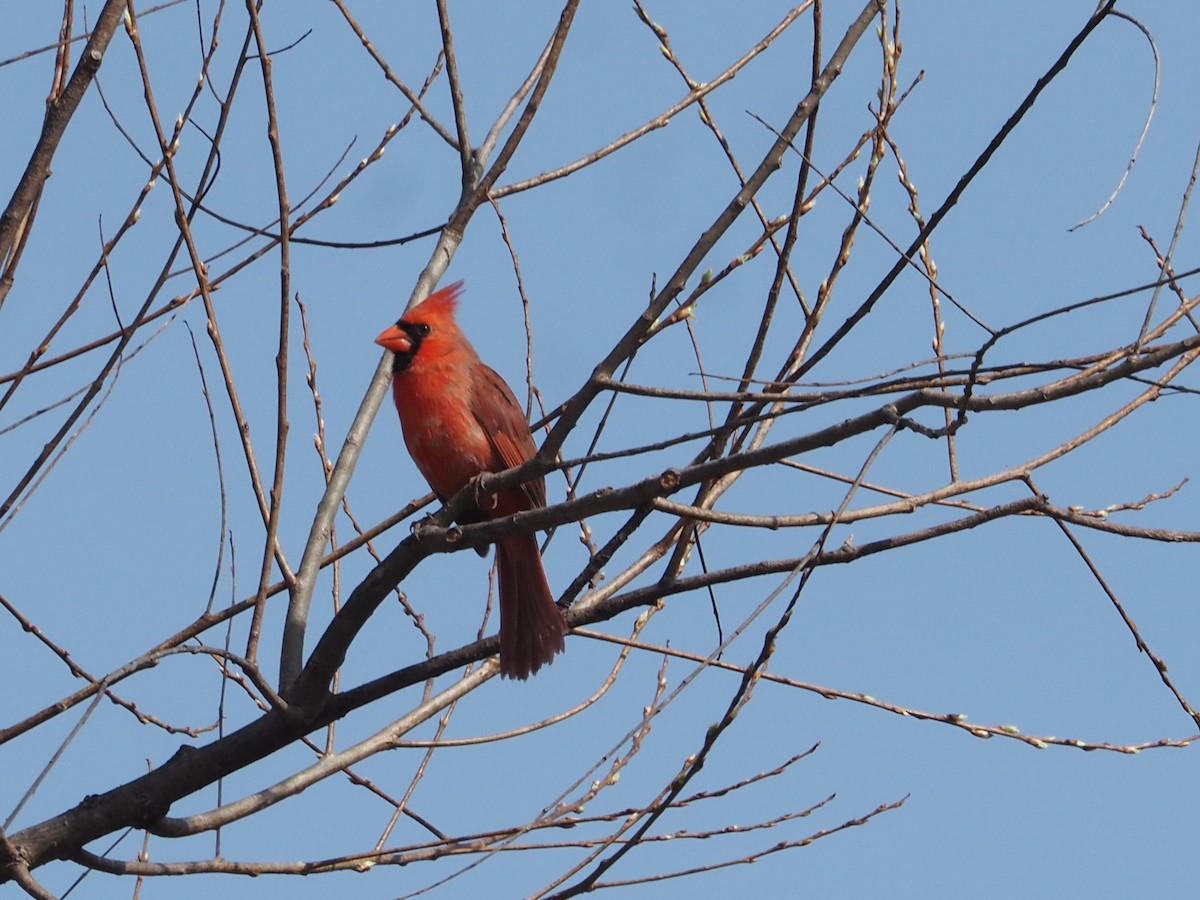 Northern Cardinal - ML633505389