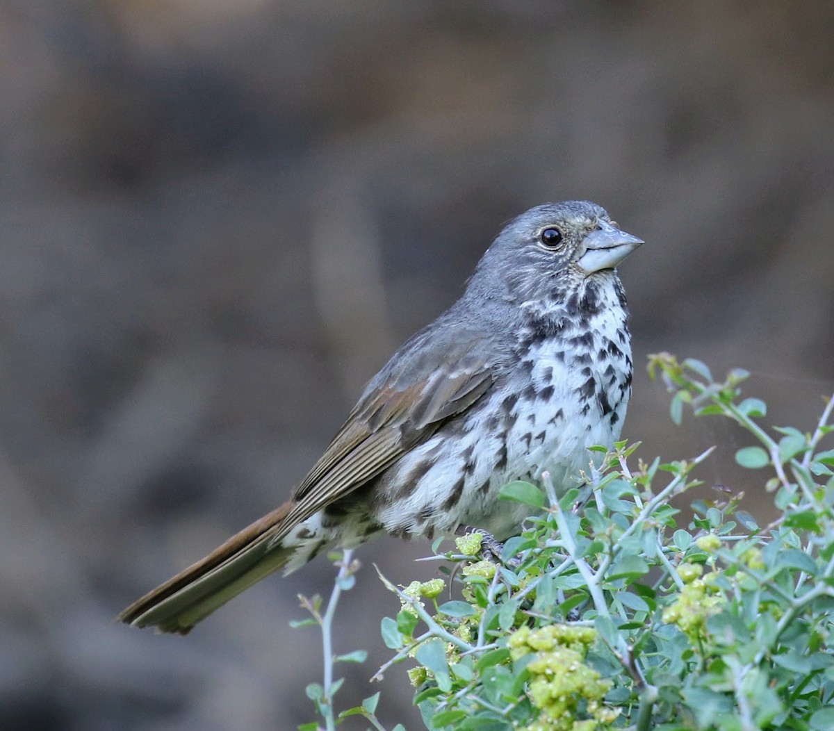 Fox Sparrow - ML63350541