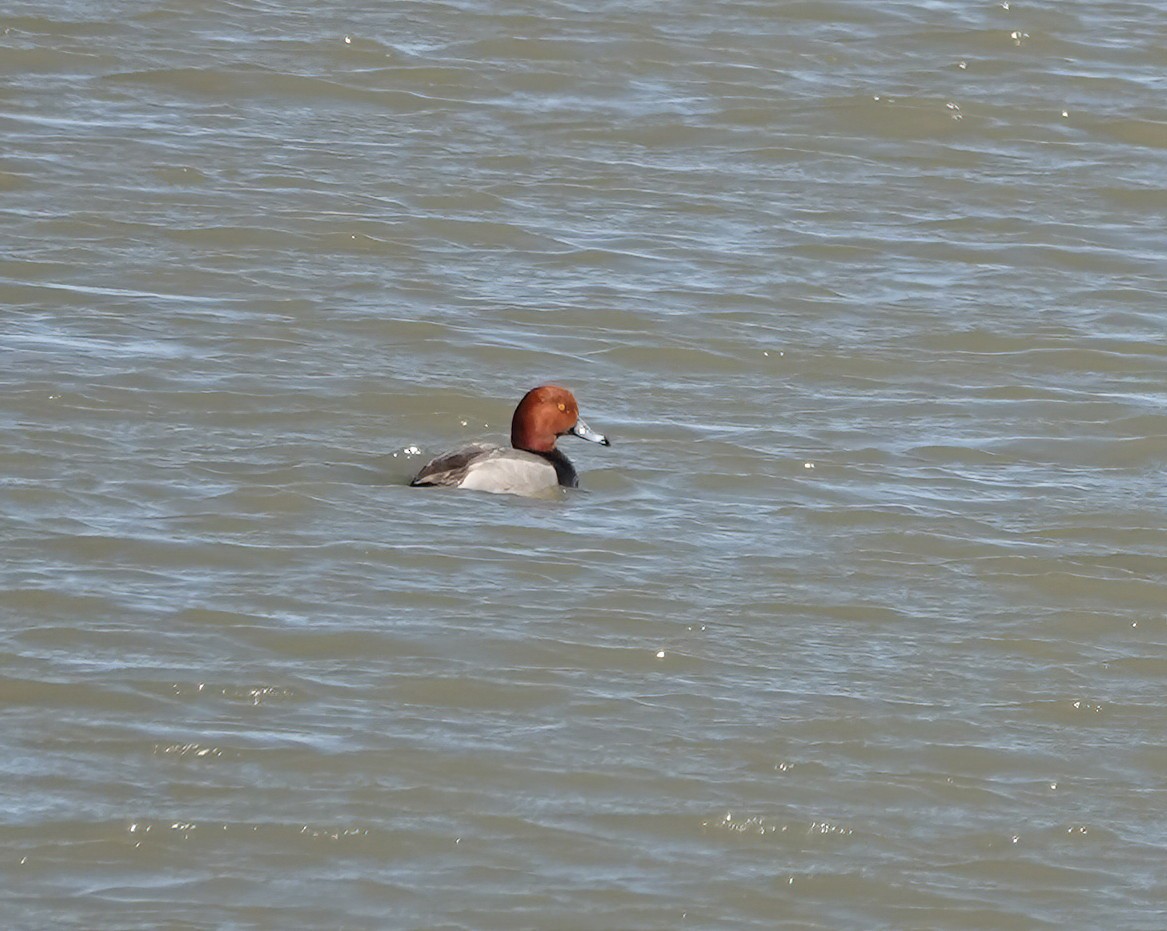 Redhead - ML633505450