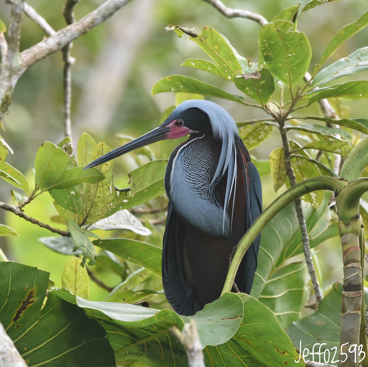 Agami Heron - ML633505472
