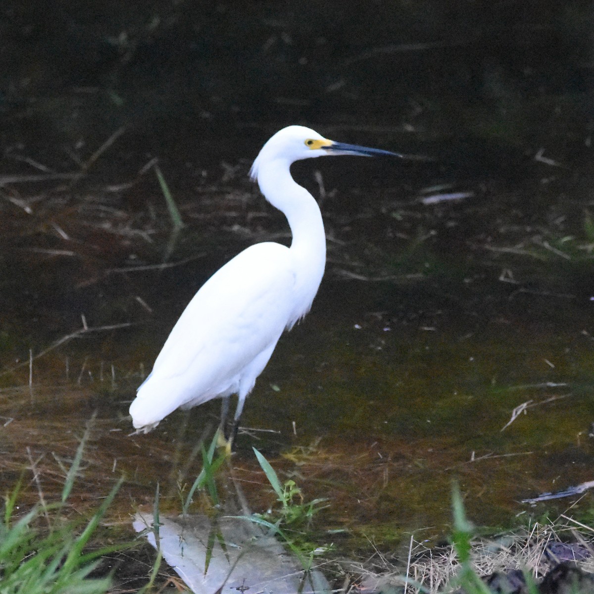 Snowy Egret - ML633505499