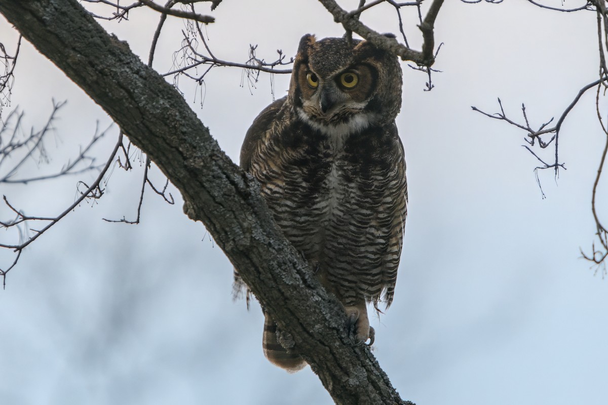 Great Horned Owl - ML633505522