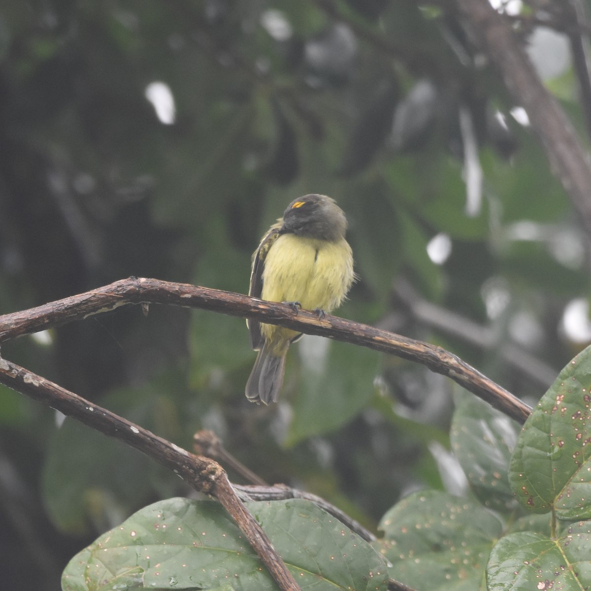 Yellow-crowned Tyrannulet - ML633505527