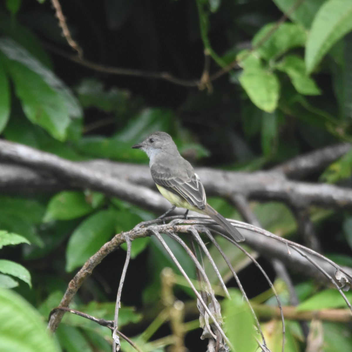 Short-crested Flycatcher - ML633505528