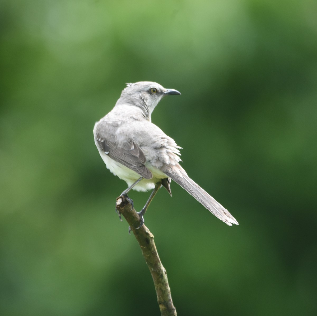 Tropical Mockingbird - ML633505534