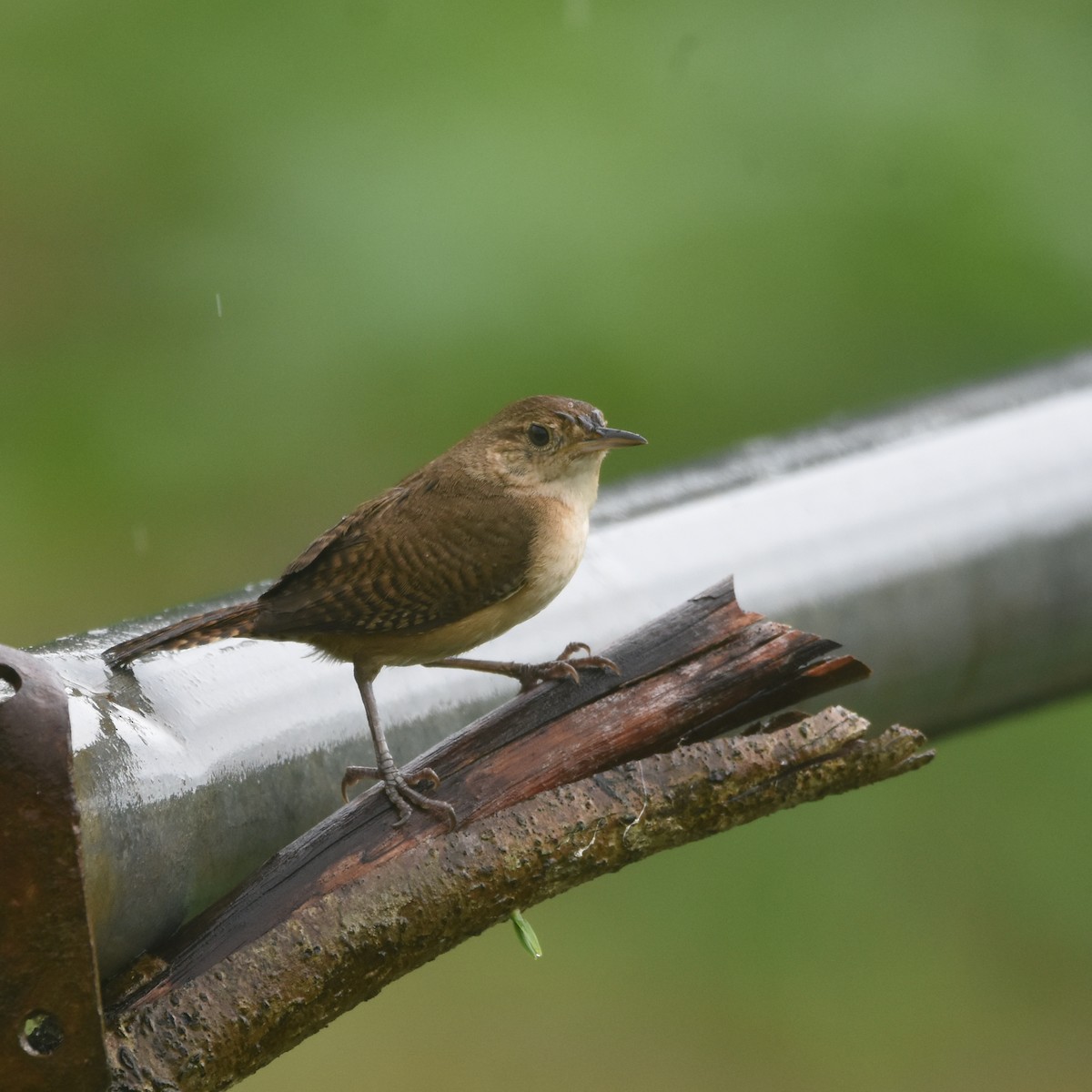 Southern House Wren - ML633505544
