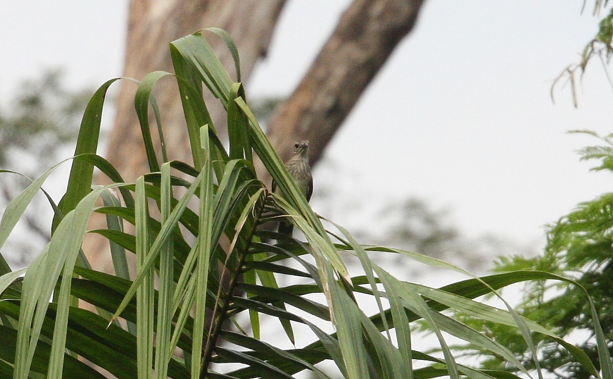 Swamp Greenbul - ML633505620
