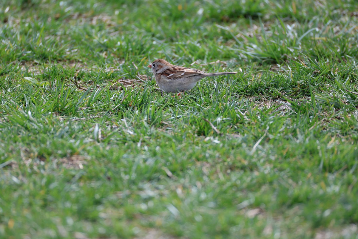 Field Sparrow - ML633505623