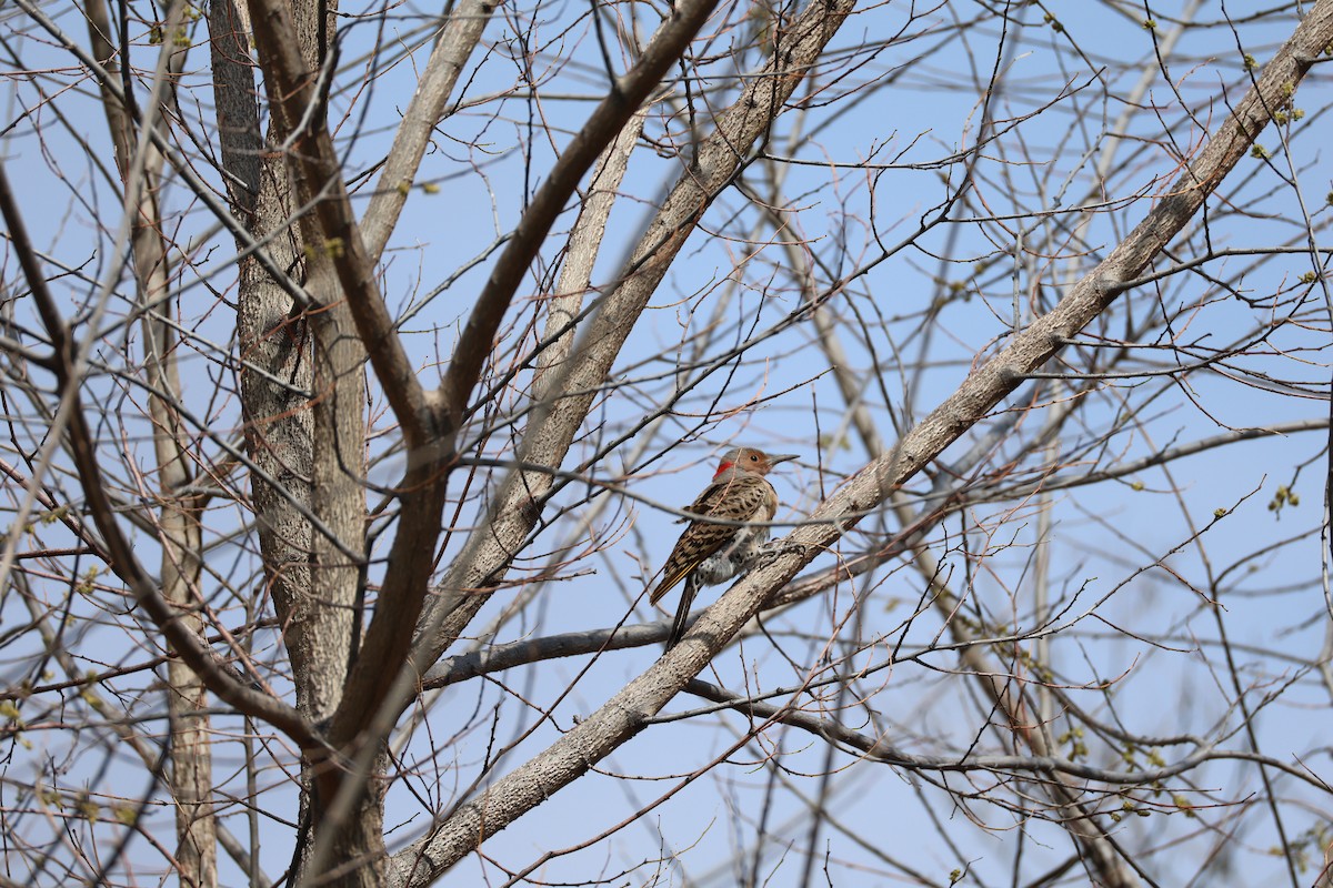 Northern Flicker - ML633505629