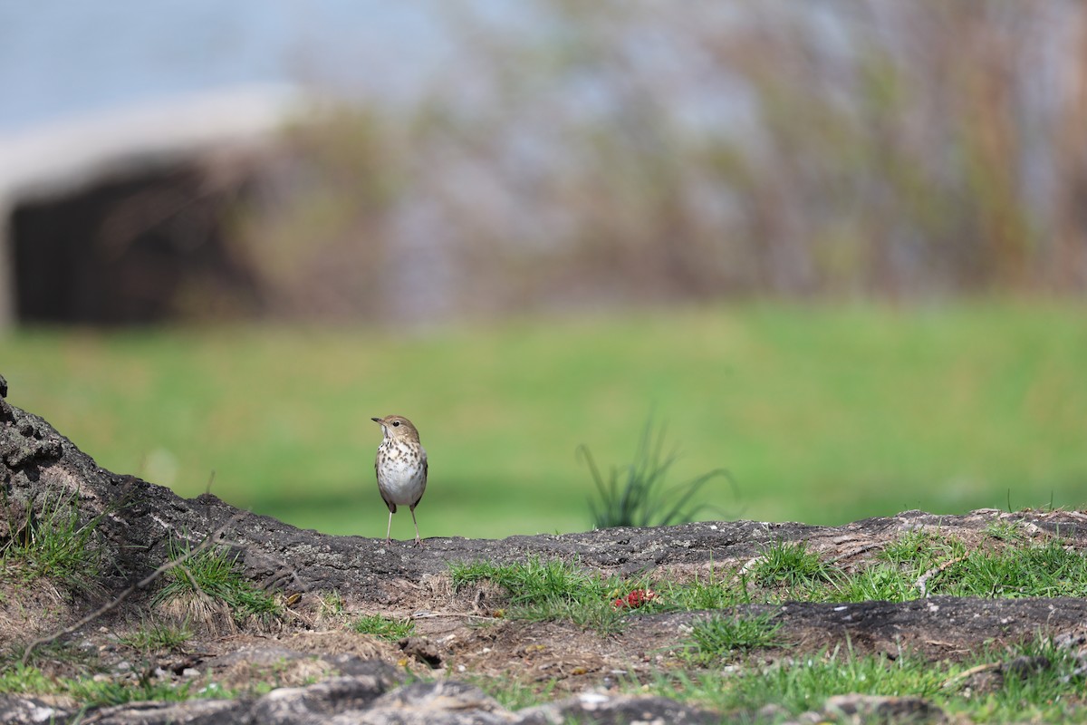 Hermit Thrush - ML633505672