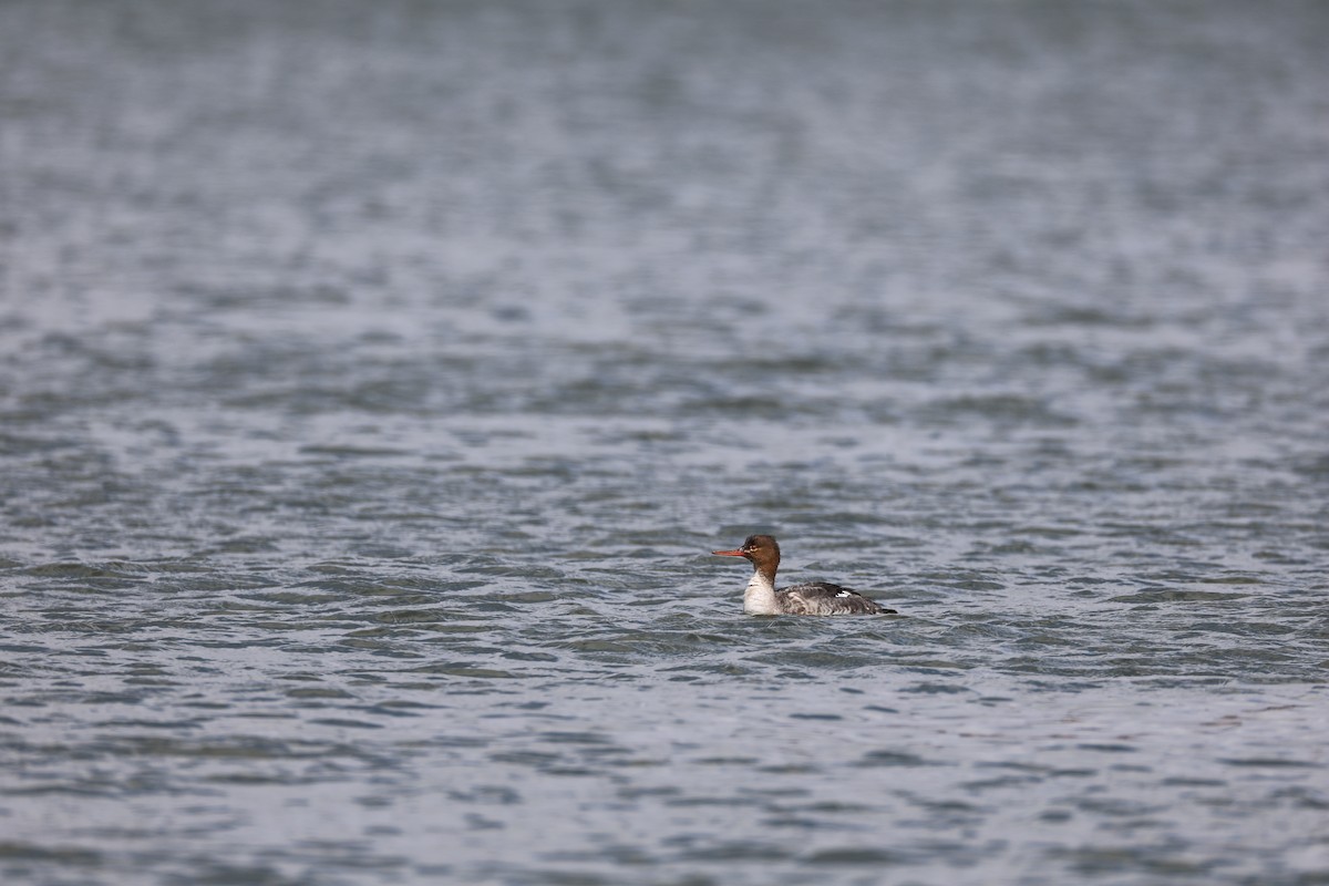 Red-breasted Merganser - ML633505687