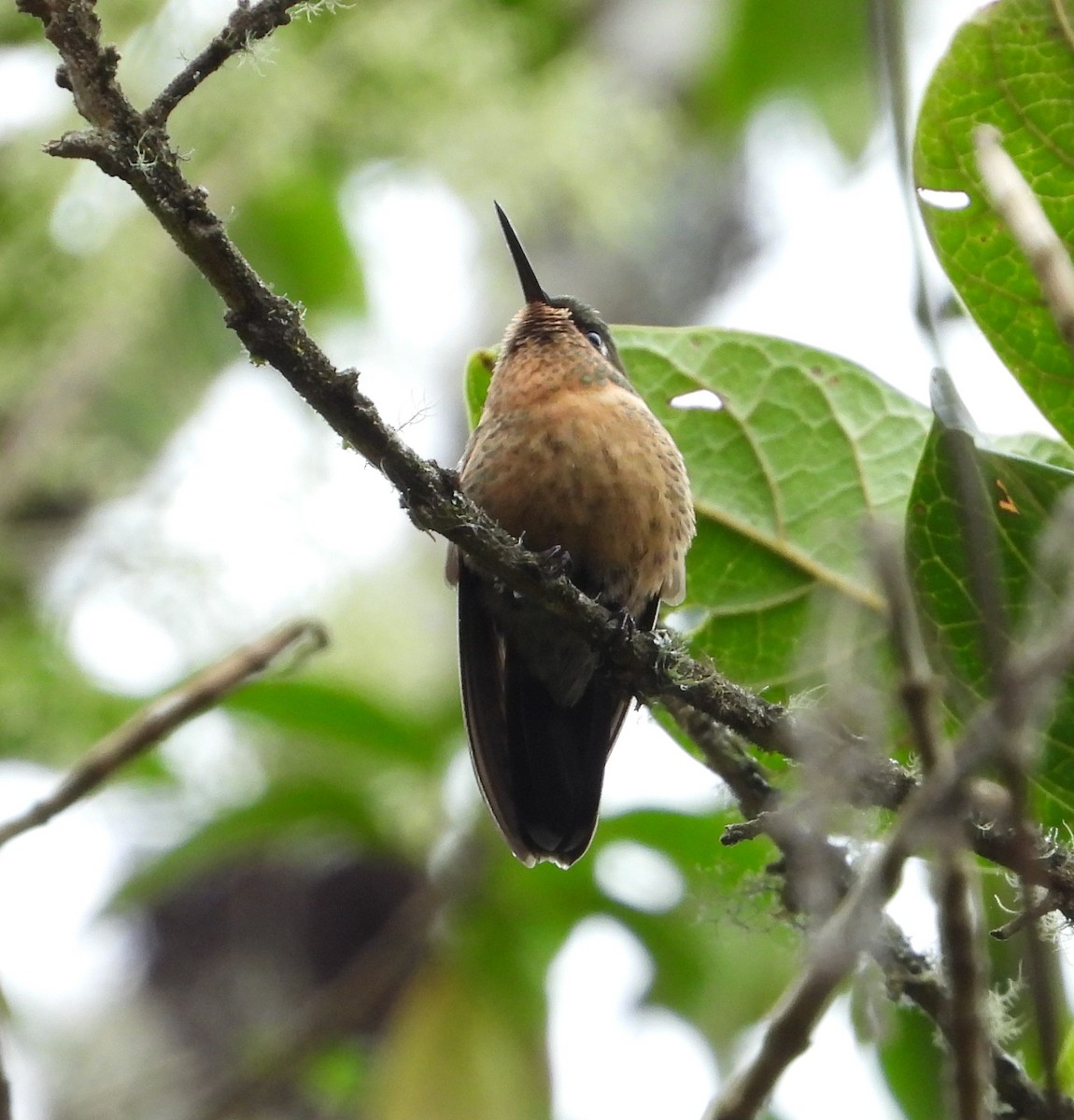 Tyrian Metaltail - Manuel Pérez R.