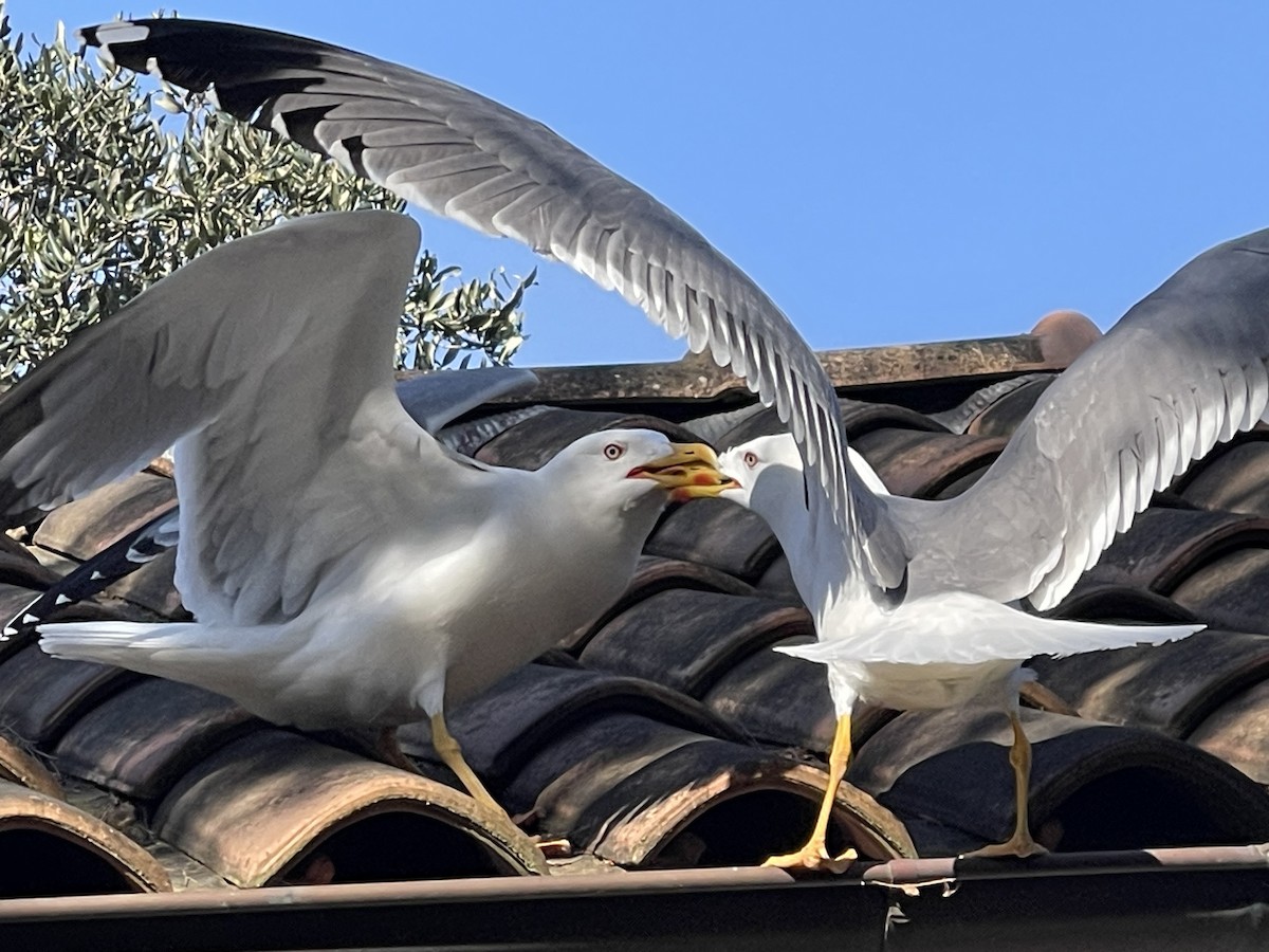 Yellow-legged Gull - ML633505752