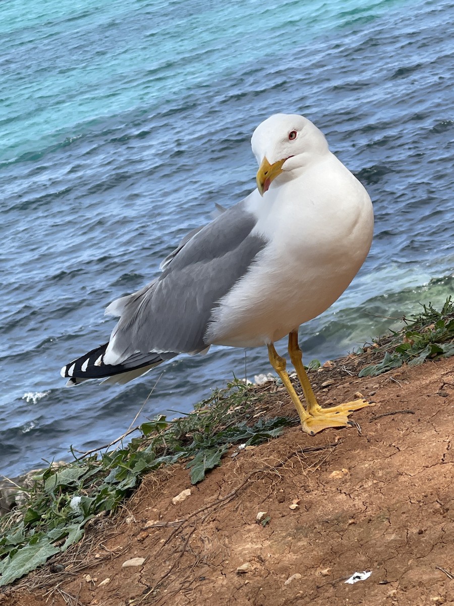 Yellow-legged Gull - ML633505753