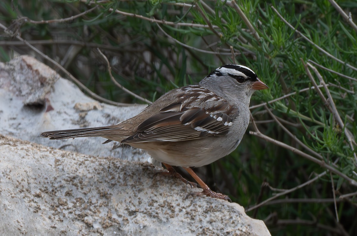 White-crowned Sparrow - ML633506542