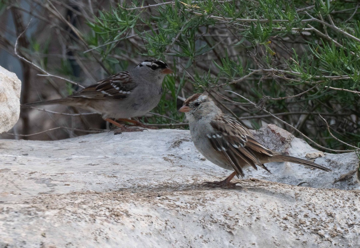 White-crowned Sparrow - ML633506543