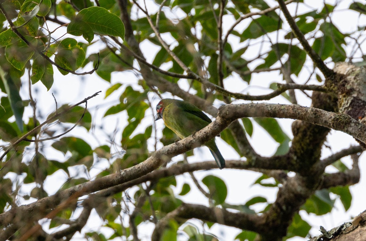 Blue-eared Barbet - ML633506561