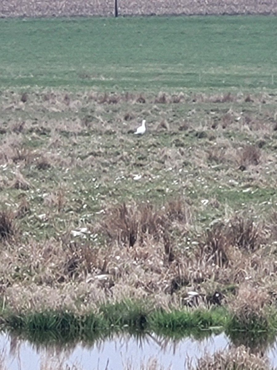 Snow x Ross's Goose (hybrid) - ML633506608