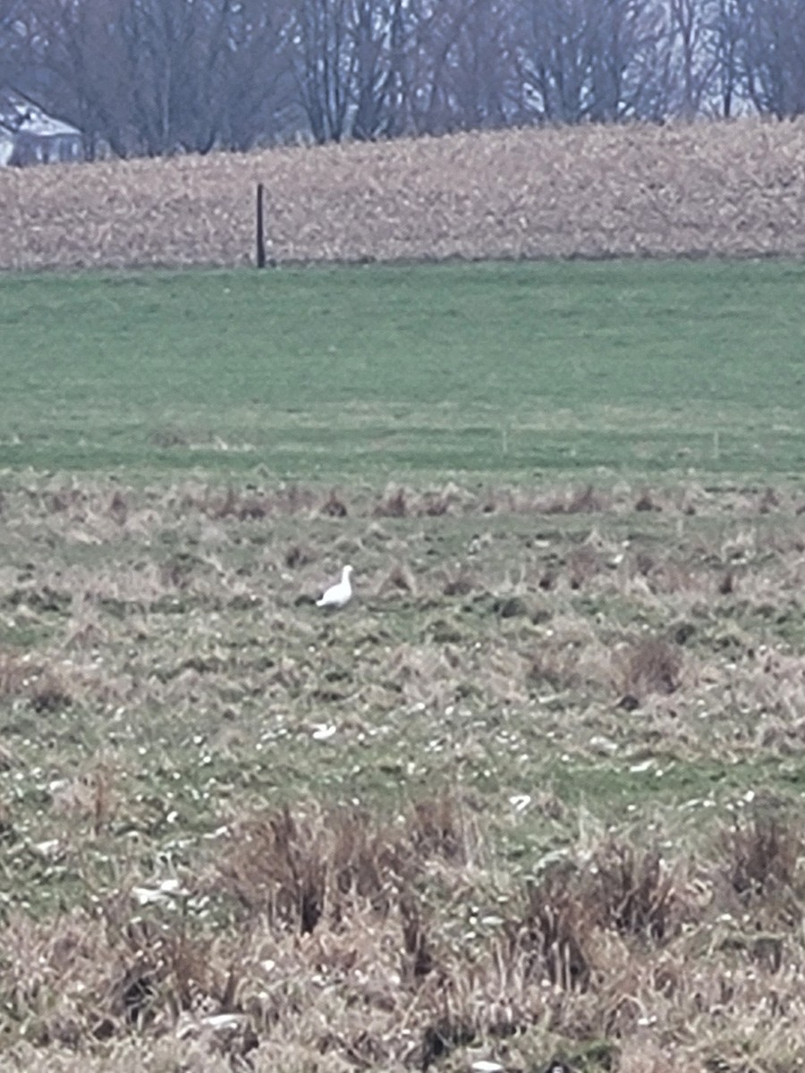 Snow x Ross's Goose (hybrid) - ML633506612