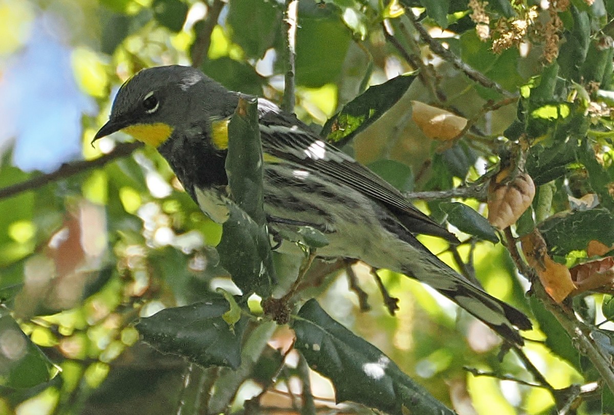 Yellow-rumped Warbler - ML633506706