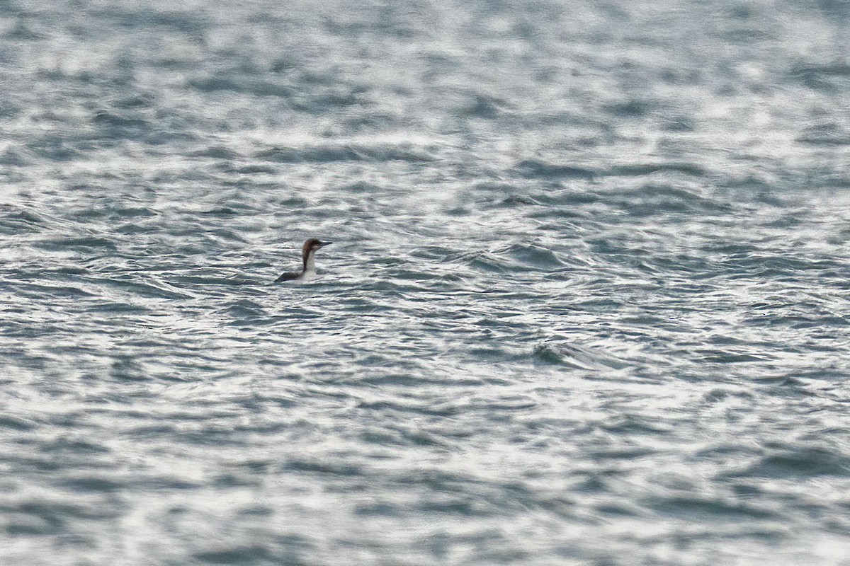 太平洋潛鳥 - ML633506742