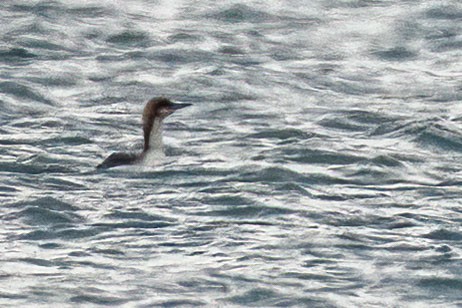 太平洋潛鳥 - ML633506788