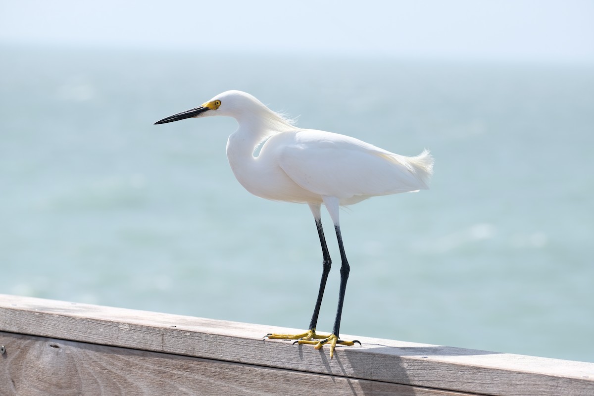 Snowy Egret - ML633507099