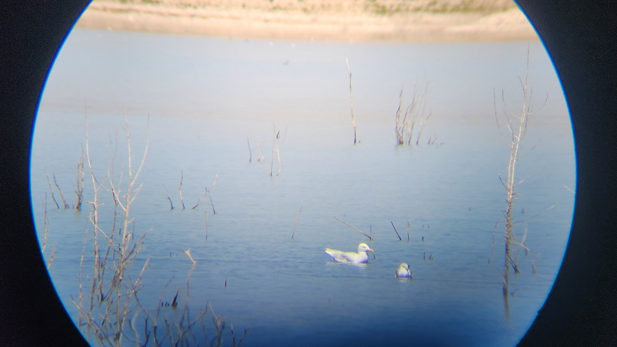 Glaucous Gull - ML633507288