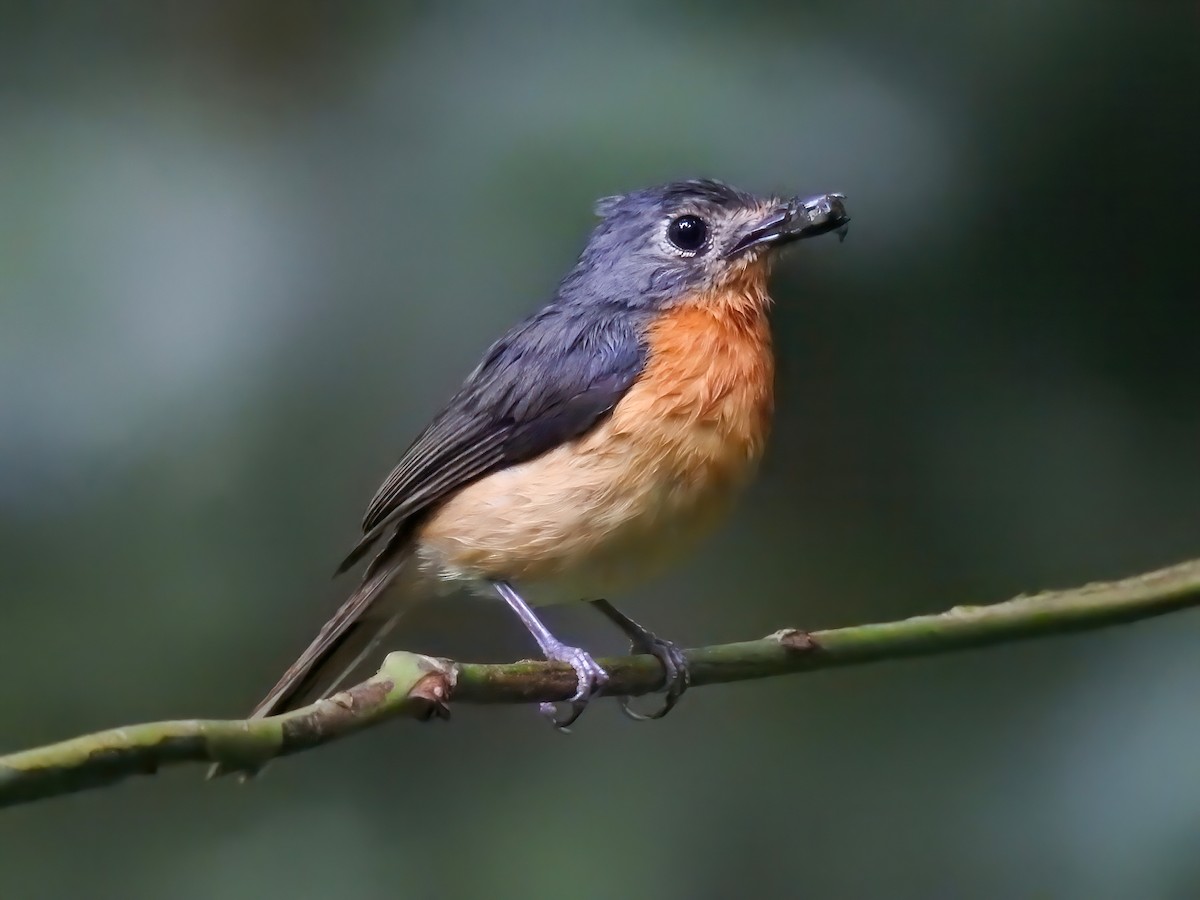 Javan Blue Flycatcher - ML633507292