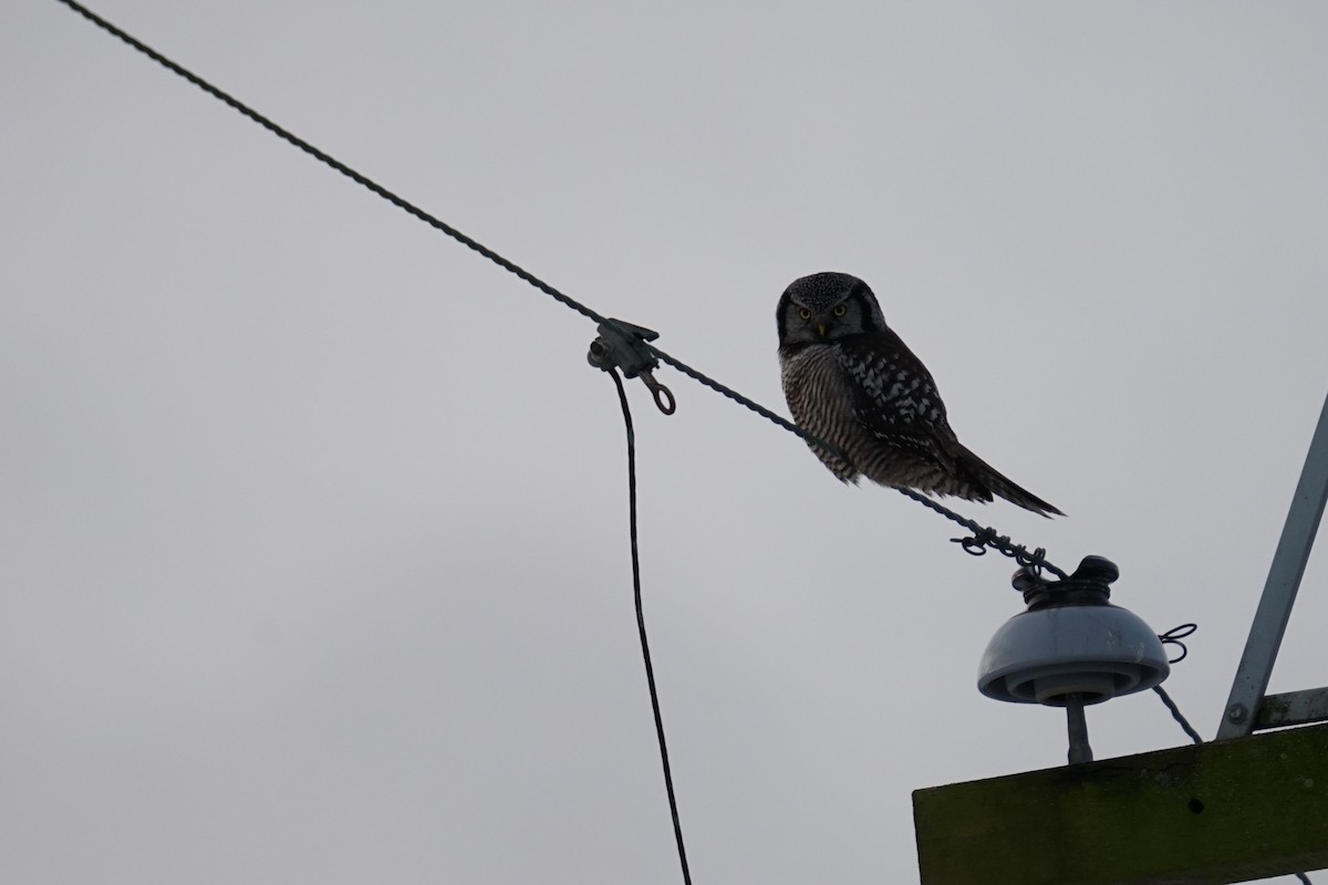 Northern Hawk Owl - Mark Swanson