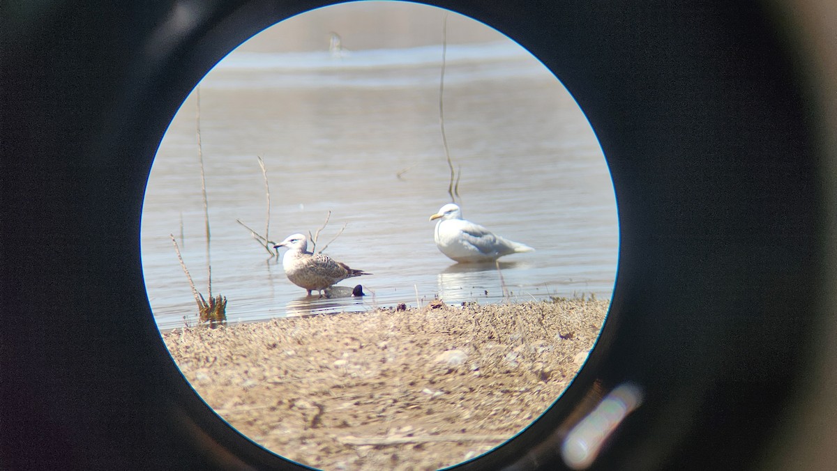 Glaucous Gull - ML633507310