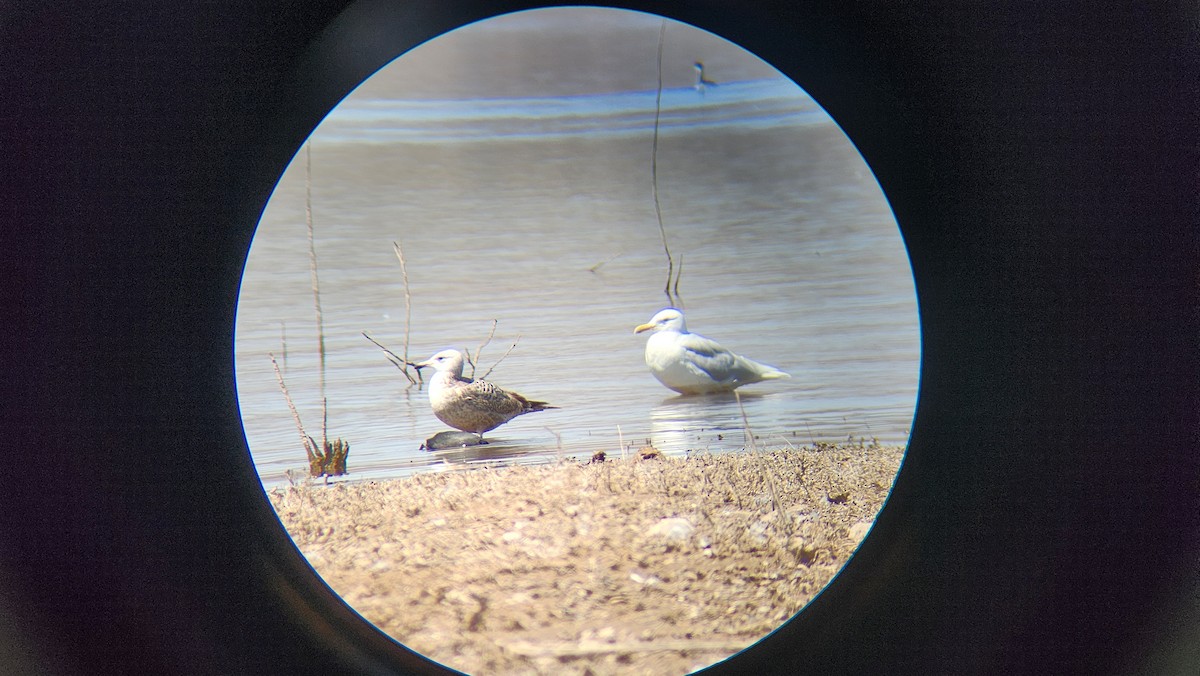American Herring Gull - ML633507325