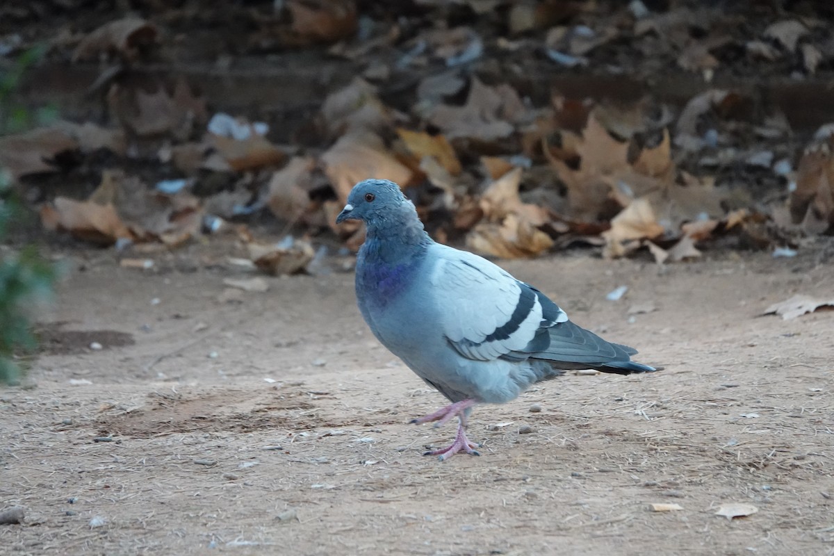 Rock Pigeon - ML633507348
