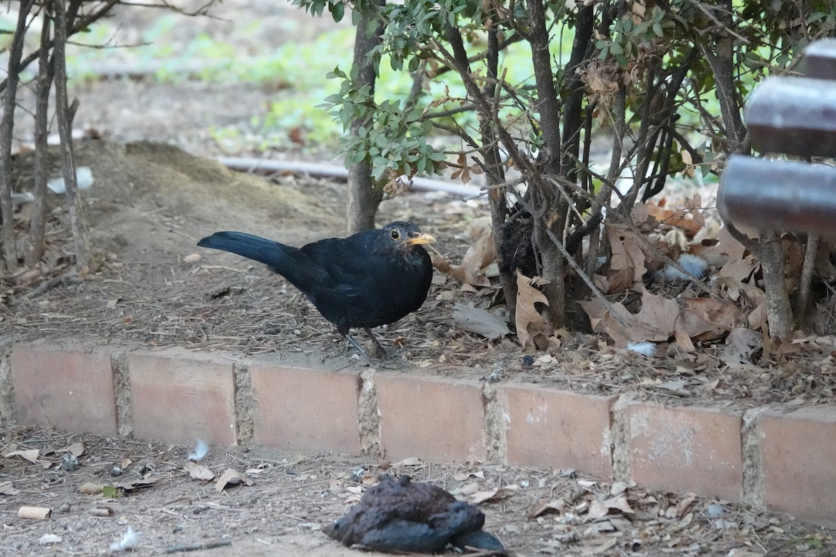 Eurasian Blackbird - ML633507359