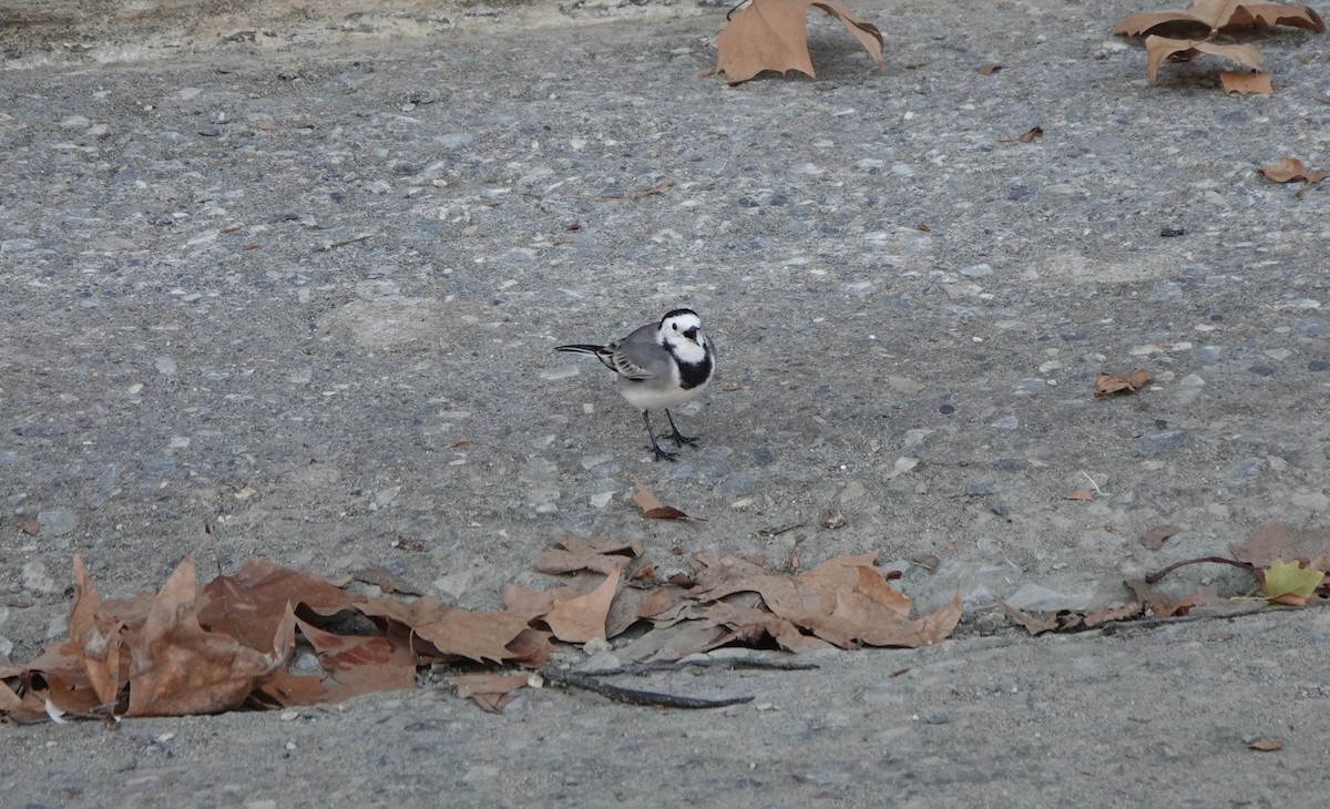 White Wagtail - ML633507389