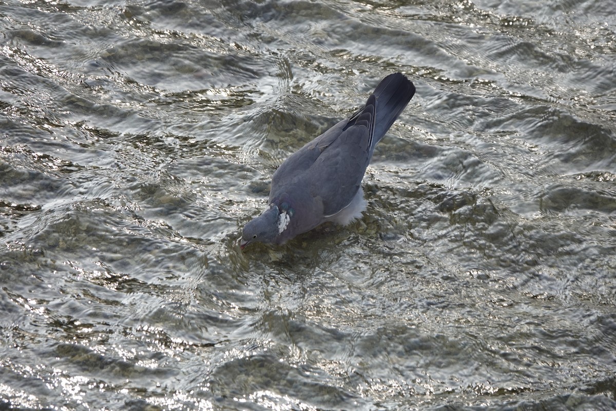 Common Wood-Pigeon - ML633507404