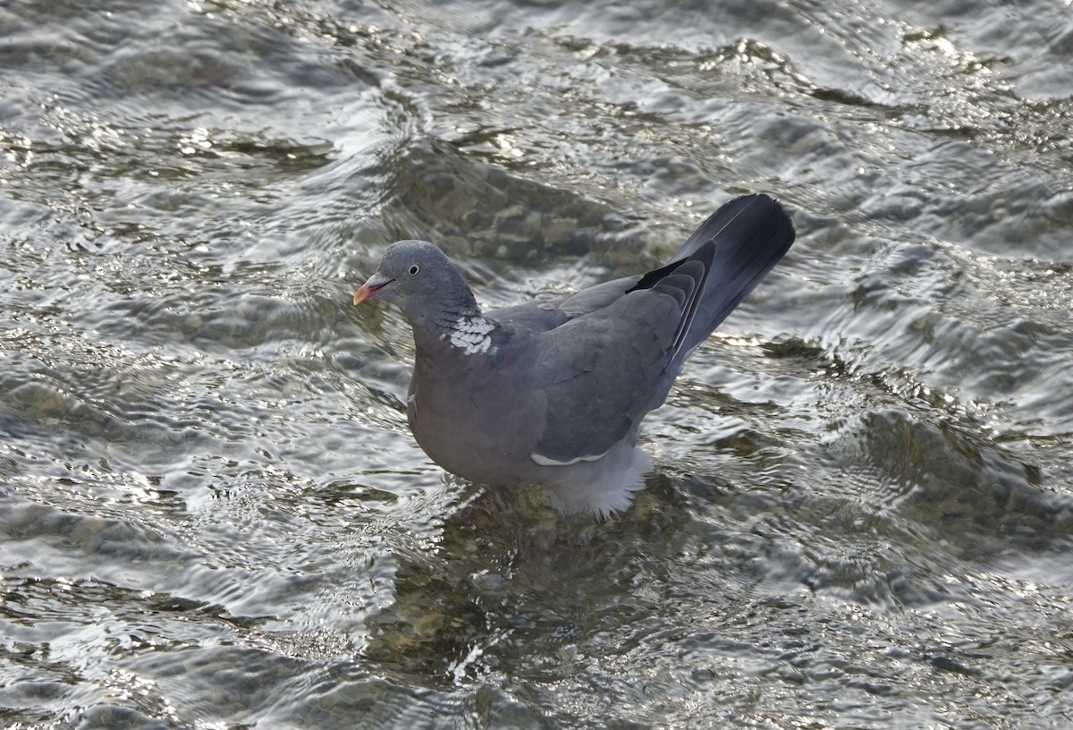 Common Wood-Pigeon - ML633507413