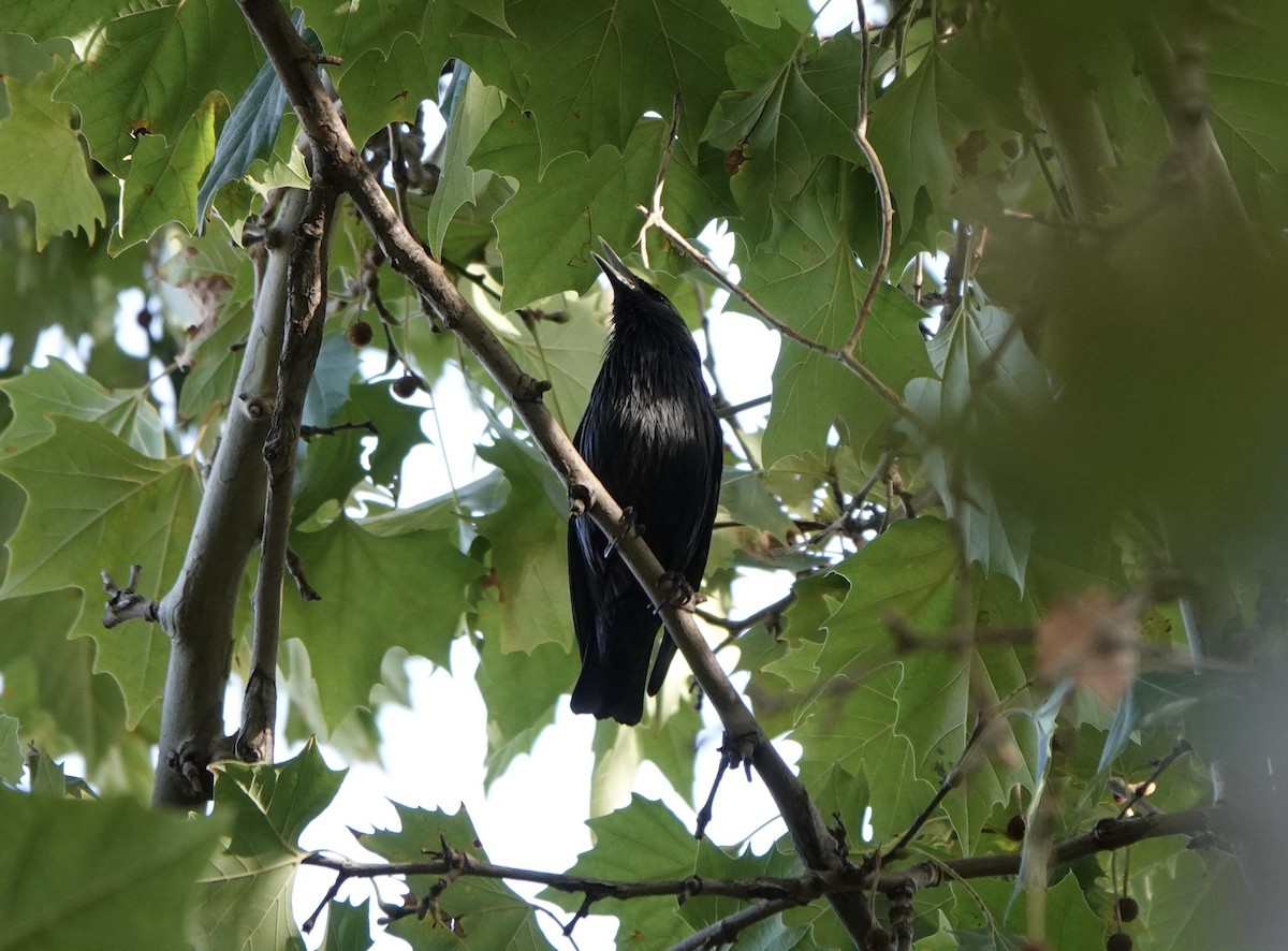 Spotless Starling - ML633507436