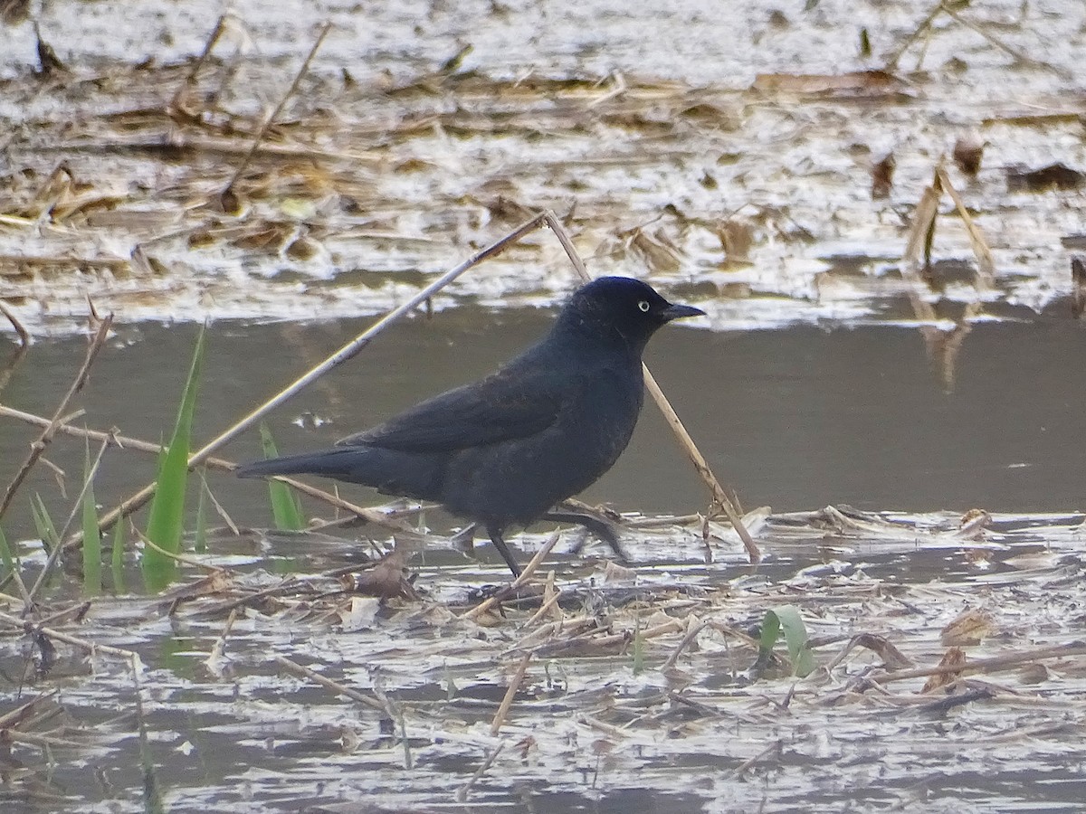 Rusty Blackbird - ML633507450