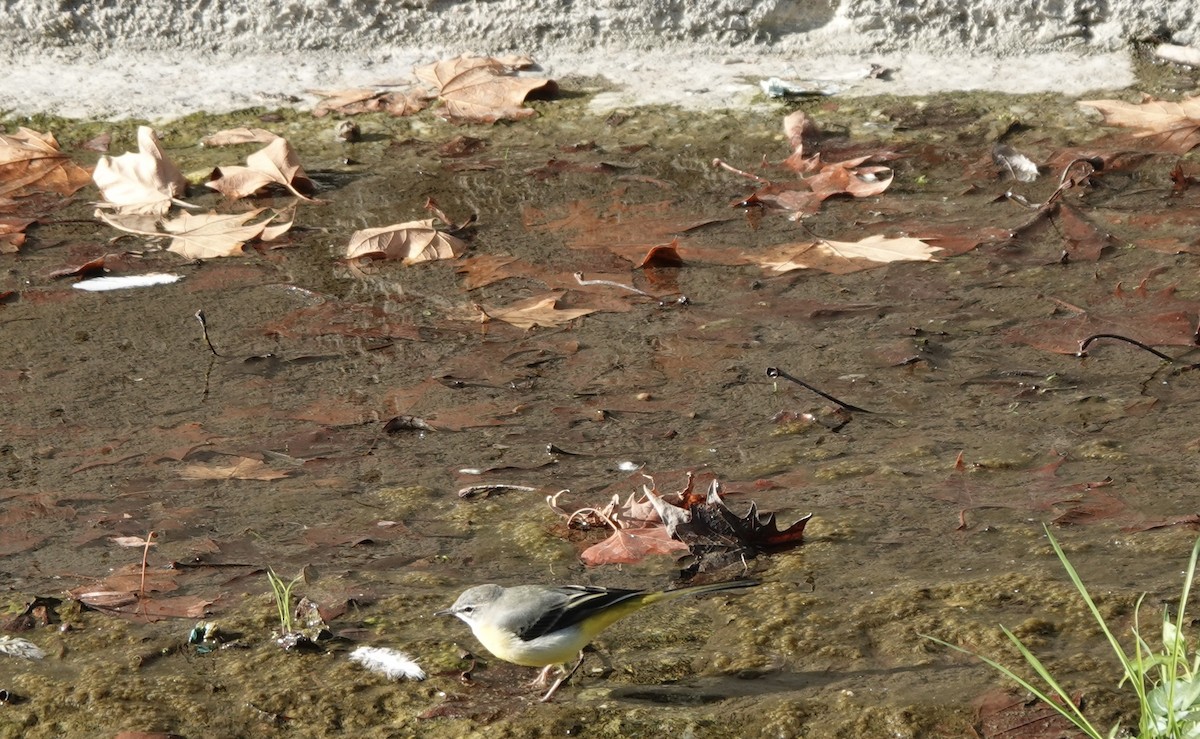 Gray Wagtail - ML633507463