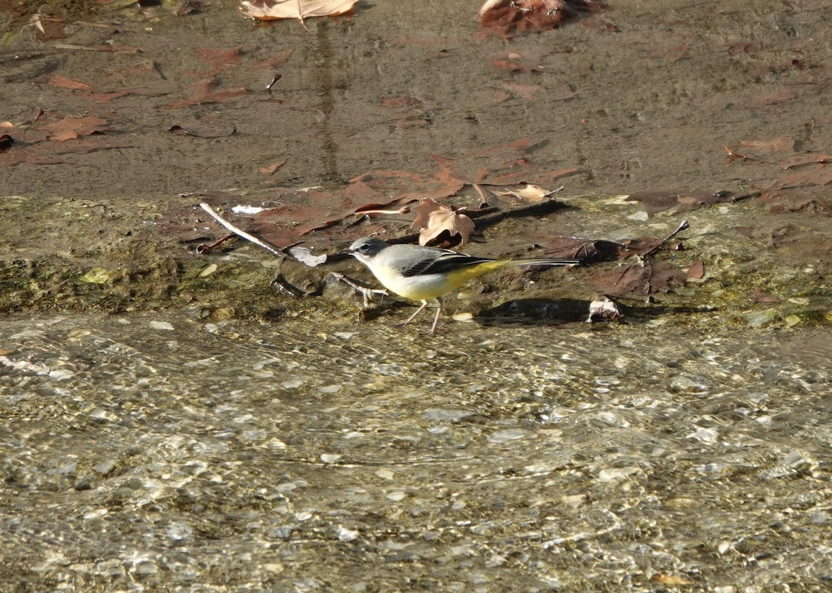 Gray Wagtail - ML633507491