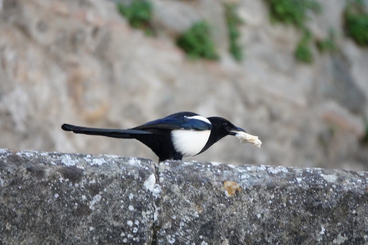 Eurasian Magpie - ML633507536