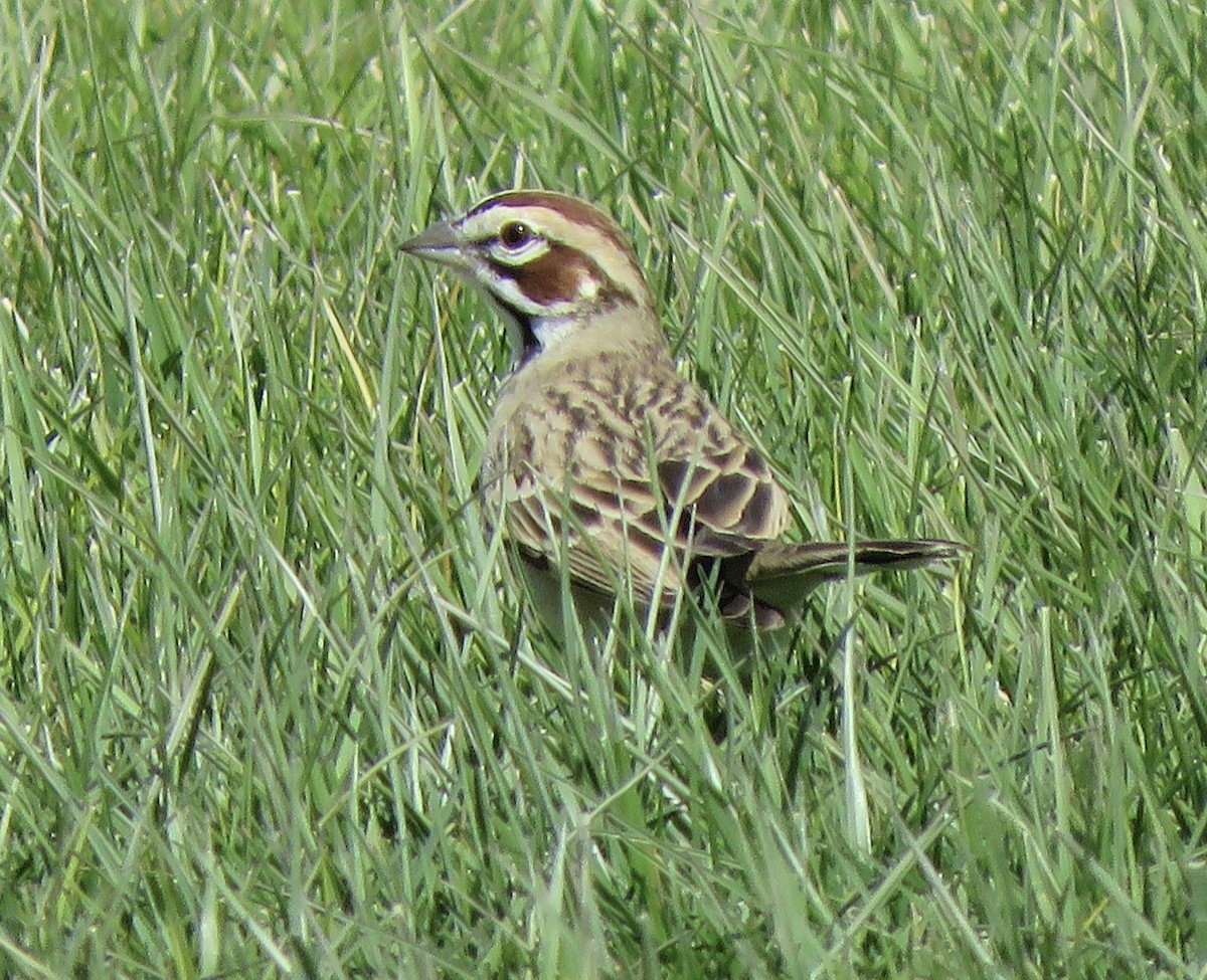 Lark Sparrow - ML633507562