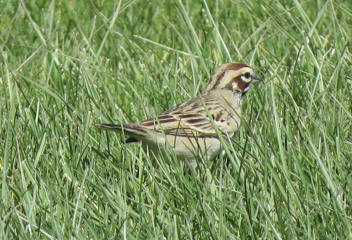 Lark Sparrow - ML633507563